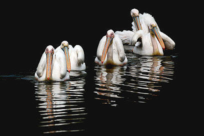 צילום: דרור דוידמן