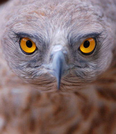 צילום: דרור דוידמן