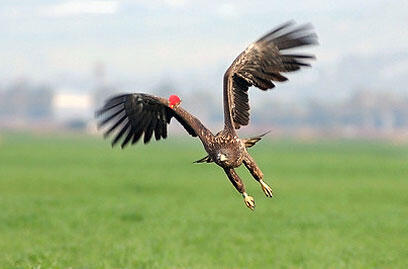צילום: דרור דוידמן