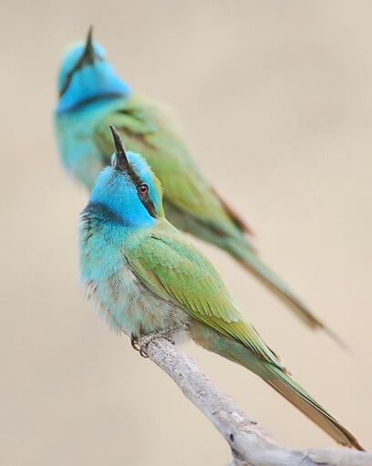 צילום: דרור דוידמן