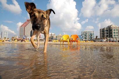 צילום: דרור דוידמן