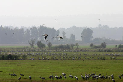 צילום: עינב ברזני