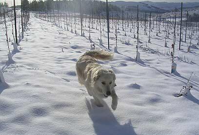 צילום: איציק רוזנברג