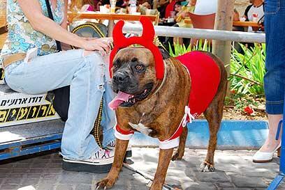 צילום: מתי אלמליח