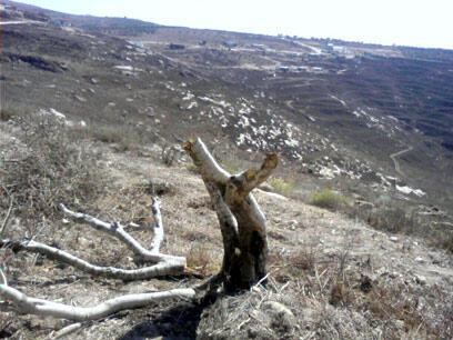 צילום: רבנים לזכויות אדם