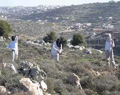 באדיבות אירגון תעאיוש