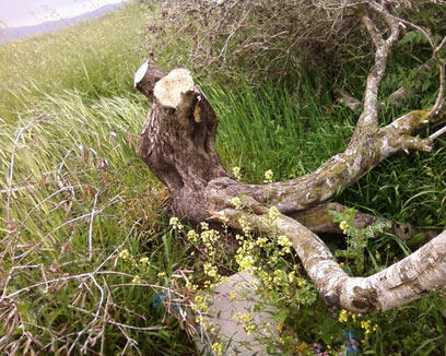 צילום: איברהים סלאח