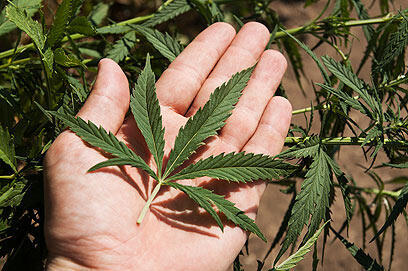 Marijuana leaf (Photo: Shutterstock) (צילום: shutterstock) Marijuana leaf (Photo: Shutterstock)