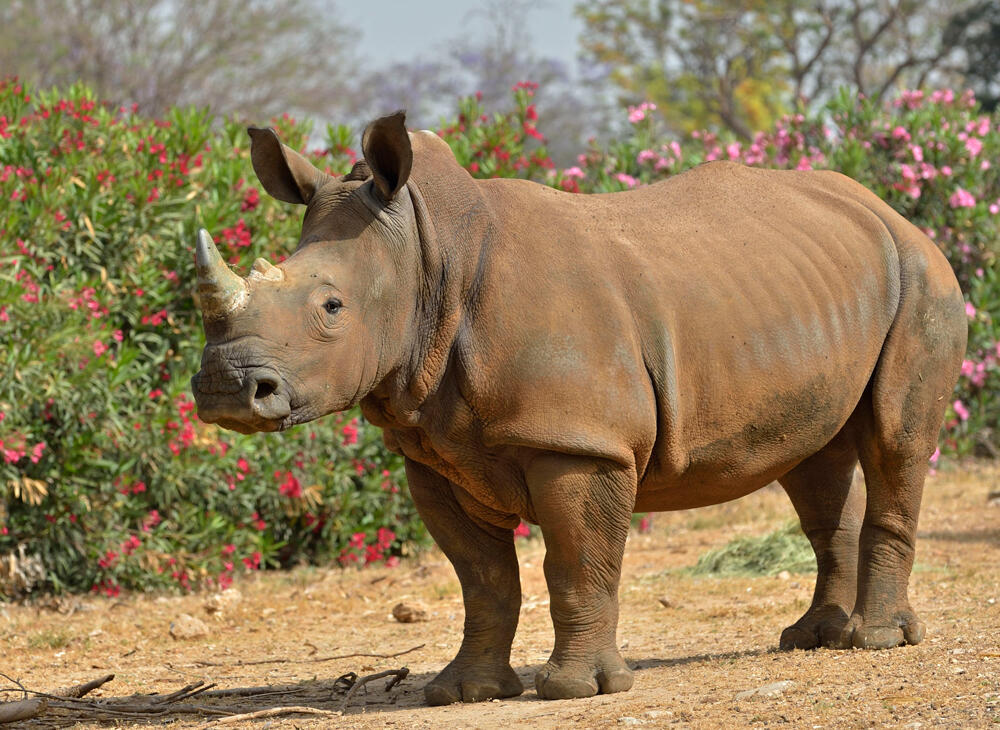 קרנפית בשם קרן פלס קרנף (צילום: טיבור יגר) קרנפית בשם קרן פלס קרנף