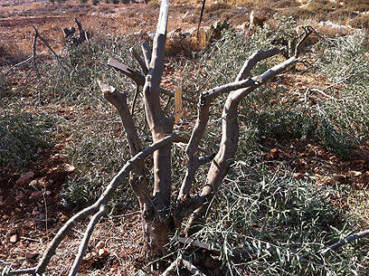 צילום: הלן ינובסקי, בצלם