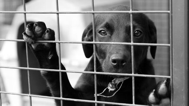 Иллюстрация: shutterstock (צילום: shutterstock) Иллюстрация: shutterstock