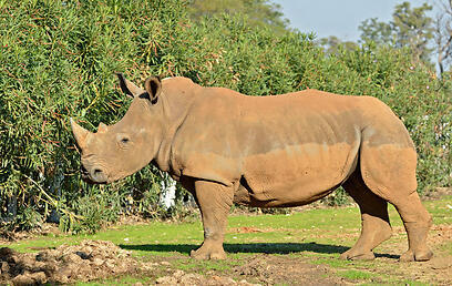 Rihanna the rhino (Photo: Tibor Yegger, Ramat Gan Safari) (צילום: טיבור יגר, ספארי ר"ג) Rihanna the rhino (Photo: Tibor Yegger, Ramat Gan Safari)