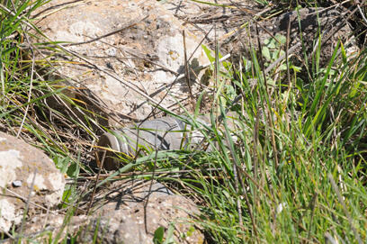 צילום: אביהו שפירא