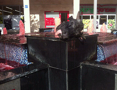 צילום: גינת מויאל