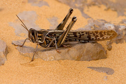 Фото: Арик Канэ