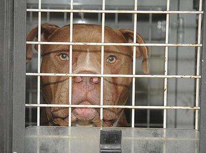 צילום: הרצל יוסף