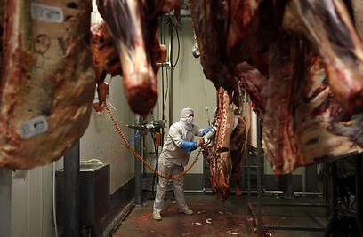 Ritual slaughter. 'The study is a significant step in ensuring that the Jewish community is able to continue this practice without fear of discrimination' (Photo: Reuters) 