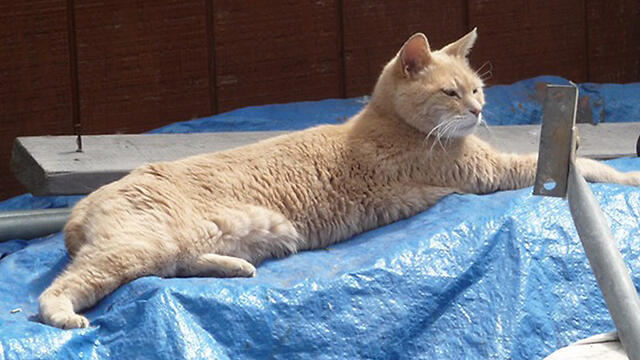 Стаббс (Огрызок хвостика). Фото: АР (צילום: AP) Стаббс (Огрызок хвостика). Фото: АР