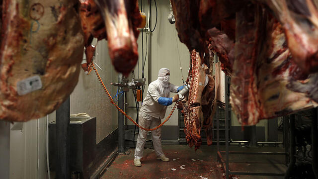 The bill also seeks to ban slaughter when the animals are in an 'unnatural state,' making kosher slaughter practically impossible (צילום: רויטרס) The bill also seeks to ban slaughter when the animals are in an 'unnatural state,' making kosher slaughter practically impossible