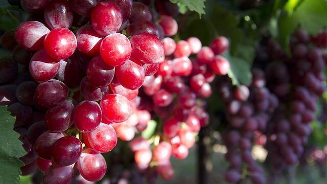 Фото: Ницан Шауль (צילום: ניצן אשוח-שאול) Фото: Ницан Шауль