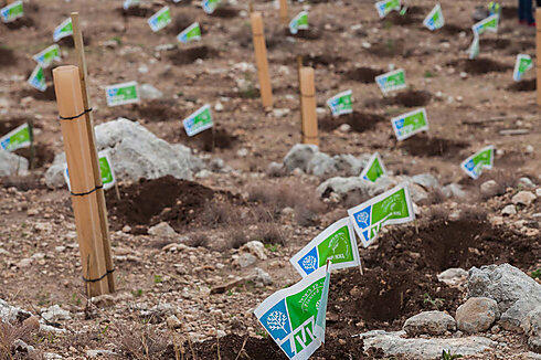 JNF trees planted for Tu BiShvat (Photo: Ohad Zwigenberg) 