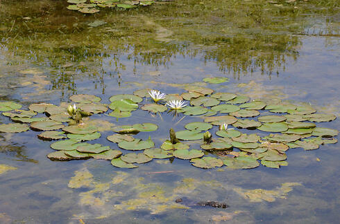 Водоемы в Эйн-Афек покрыты водяными лилиями. Фото: Мухамед Шинауи