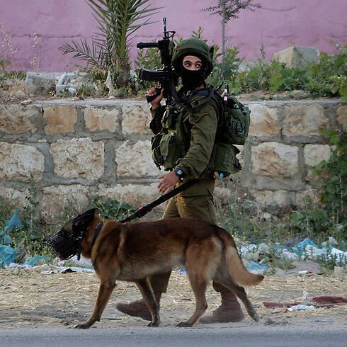 IDF troops search Nablus (Photo: AP) (צילום: AP) IDF troops search Nablus (Photo: AP)