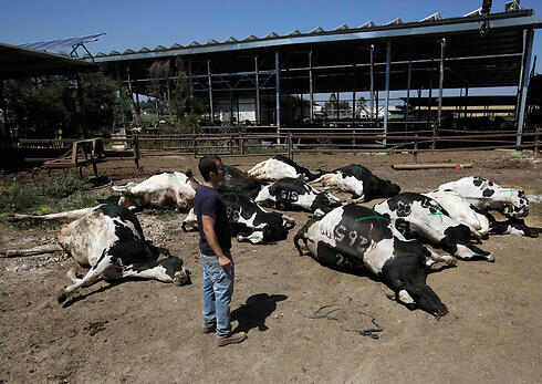Cows killed by rocket (Photo: AP) (צילום: AP) Cows killed by rocket (Photo: AP)