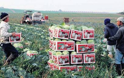 Thai laborers working in agriculture (Photo: Michael Kremer) (צילום: מיכאל קרמר) Thai laborers working in agriculture (Photo: Michael Kremer)