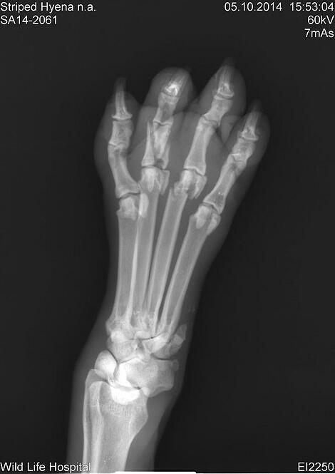 צבוע מפוספס התעללות