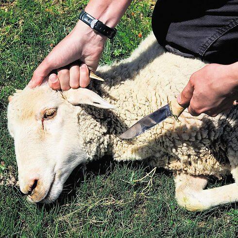Ritually slaughtering a sheep (File photo: Shutterstock) (צילום: shutterstock) Ritually slaughtering a sheep (File photo: Shutterstock)