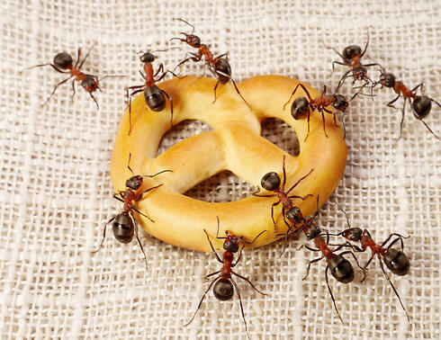 Фото: shutterstock (צילום: shutterstock) Фото: shutterstock