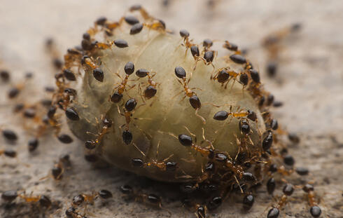 Фото: shutterstock (צילום: shutterstock) Фото: shutterstock