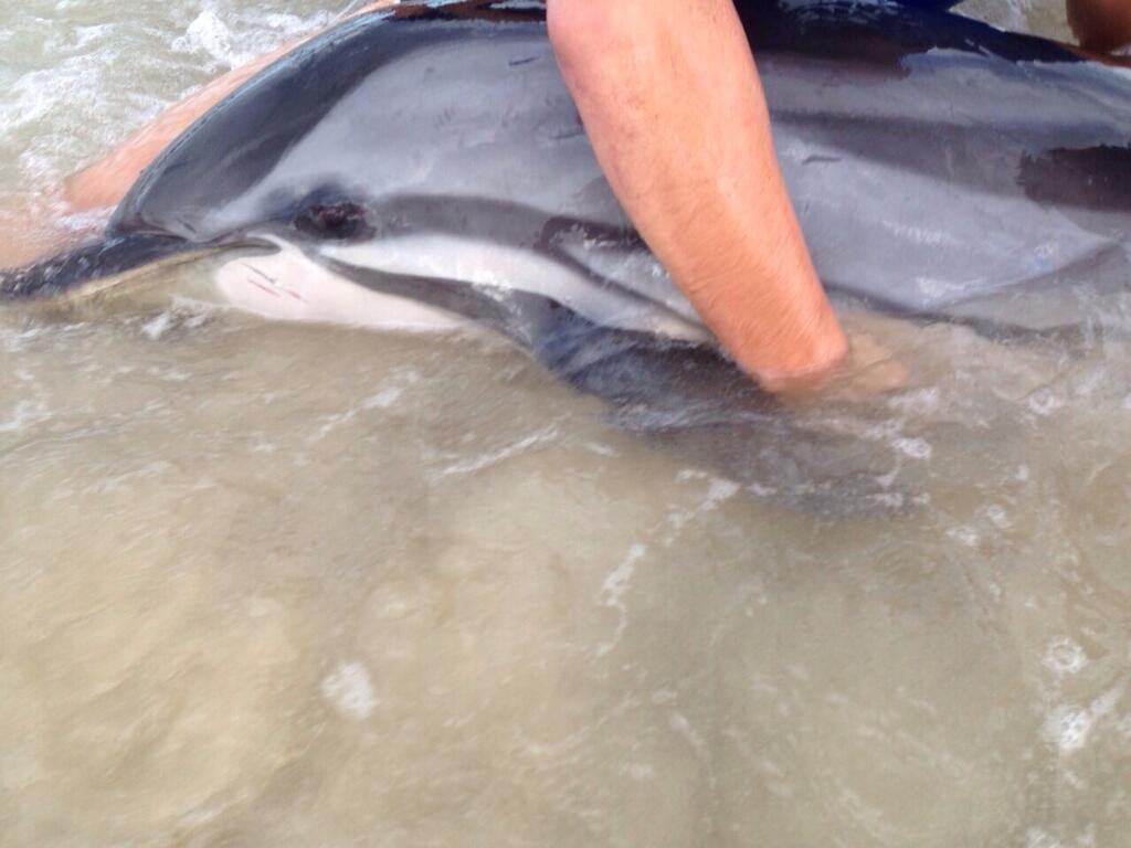 A striped dolphin Israeli soldiers attempted to rescue, 2014 