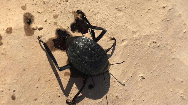 A beetle covered in crude oil after the spill. (Photo: Nature and Parks Authority)