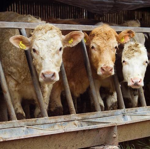 Иллюстрация: shutterstock