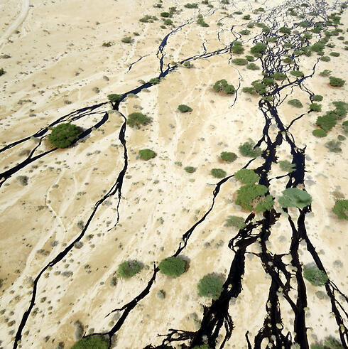 Oil spill in Evrona Nature Reserve. (Photo: Roi Talbi)