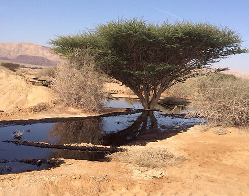Oil from the pipeline on the ground in southern Israel. (Photo: Israel Nature and Parks Authority)
