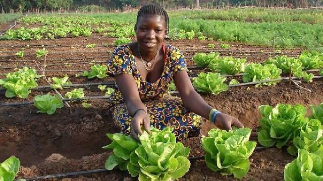 Growing lettuce in Senegal using drip-irrigation (Photo: MASHAV)