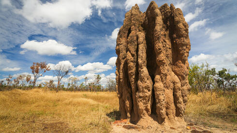 קן של טרמיטים