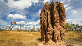 קן של טרמיטים
