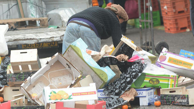 Digging for food in the rubbish (Photo: George Gindsburg) (צילום: ג'ורג' גינסברג) Digging for food in the rubbish (Photo: George Gindsburg)