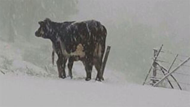 Cow plows its way through snow in north (Photo: Jewish National Fund)