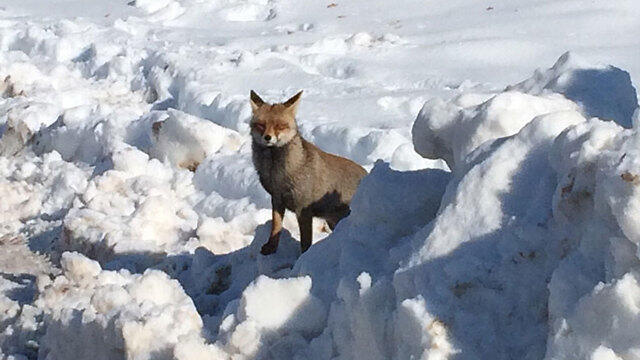 A fox braving the cold in the Golan Heights (Photo: Dana Bahat) (צילום: דנה בהט) A fox braving the cold in the Golan Heights (Photo: Dana Bahat)