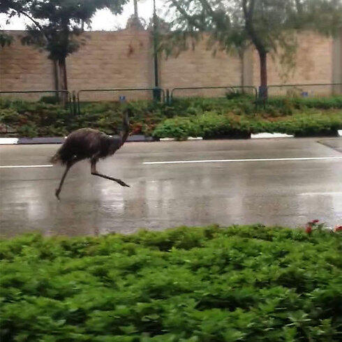 Emu on the run