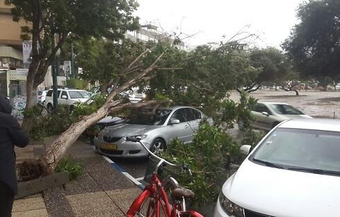 Tree collapses in Tel Aviv's Kikar HaMedina (Photo: Liron Chipser)