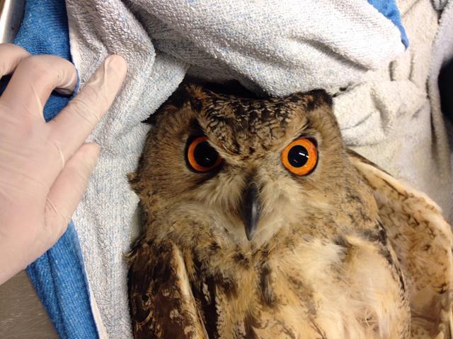 אוח עיטי חילוץ הר אדר