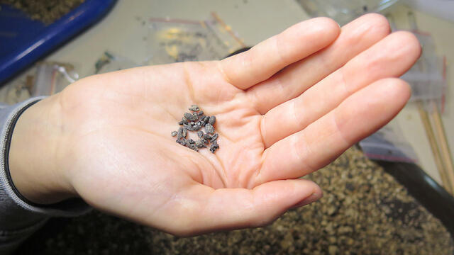 Photo: Prof. Guy Bar-Oz (צילום: פרופ' גיא בר-עוז) Photo: Prof. Guy Bar-Oz