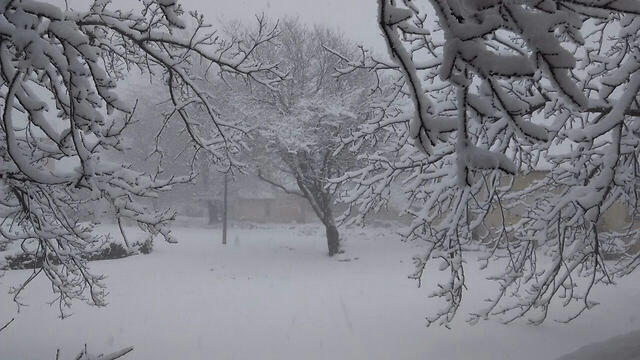 Alonei Habashan (Photo: Yaske Dekel) (צילום: יסכה דקל) Alonei Habashan (Photo: Yaske Dekel)