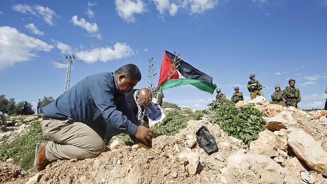 Palestinian plants olive tree during protest aganst Israeli settlements near Bethlehem. (Photo: Reuters)